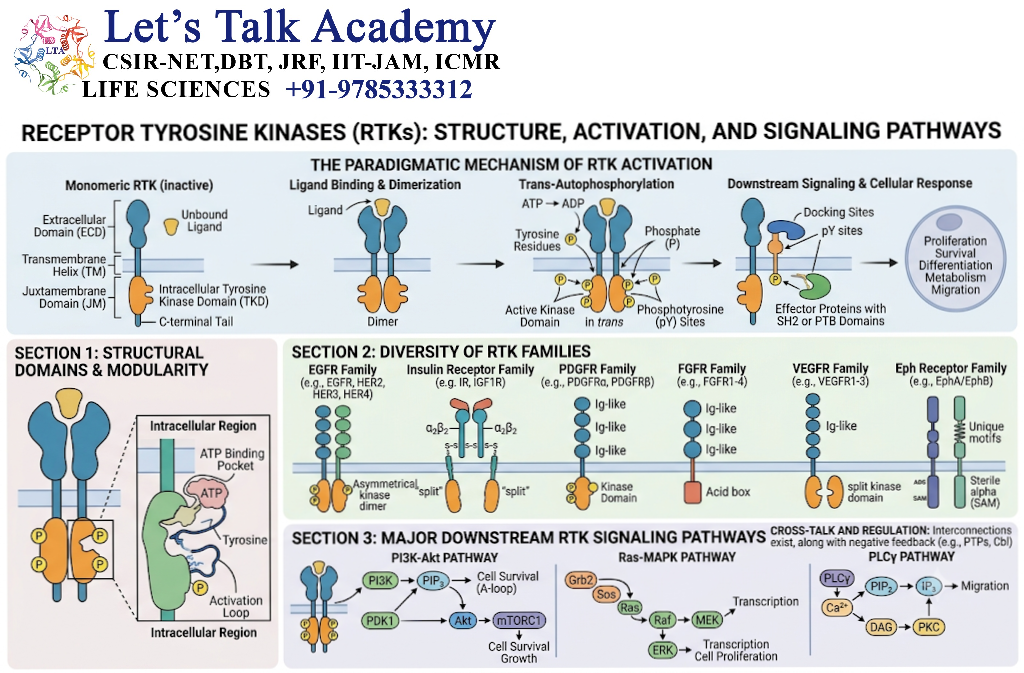 Receptor Tyrosine Kinases