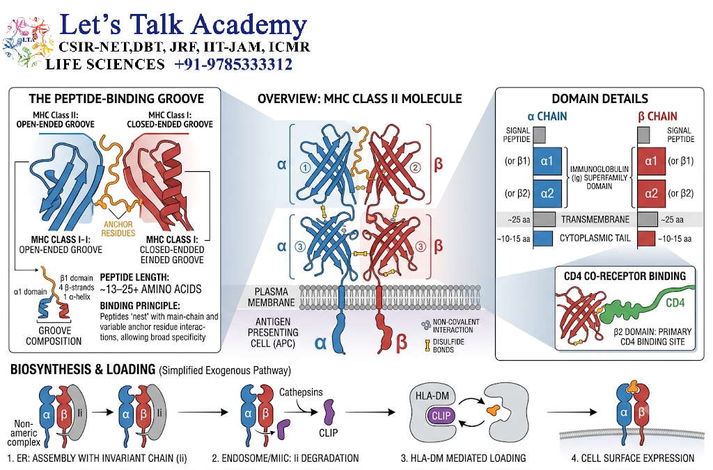 Structure of MHC Class II Molecules