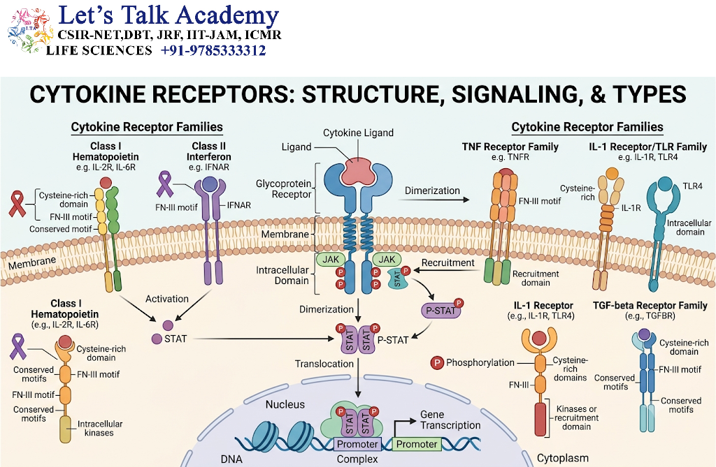 Cytokine Receptors