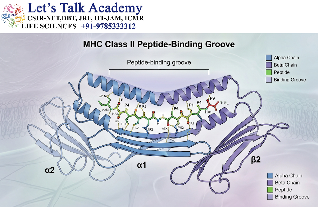 MHC Class II Peptide-Binding Groove
