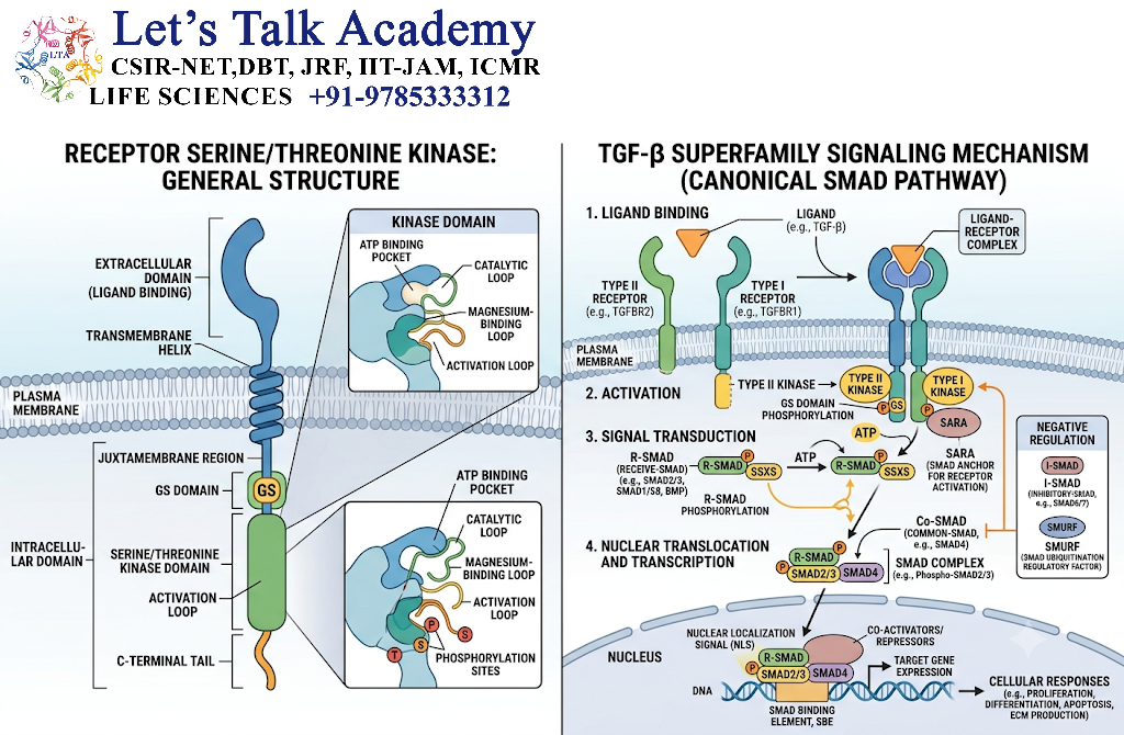 Receptor Serine/Threonine Kinases