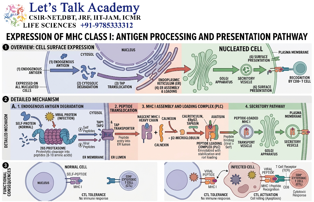 Expression of MHC Class I