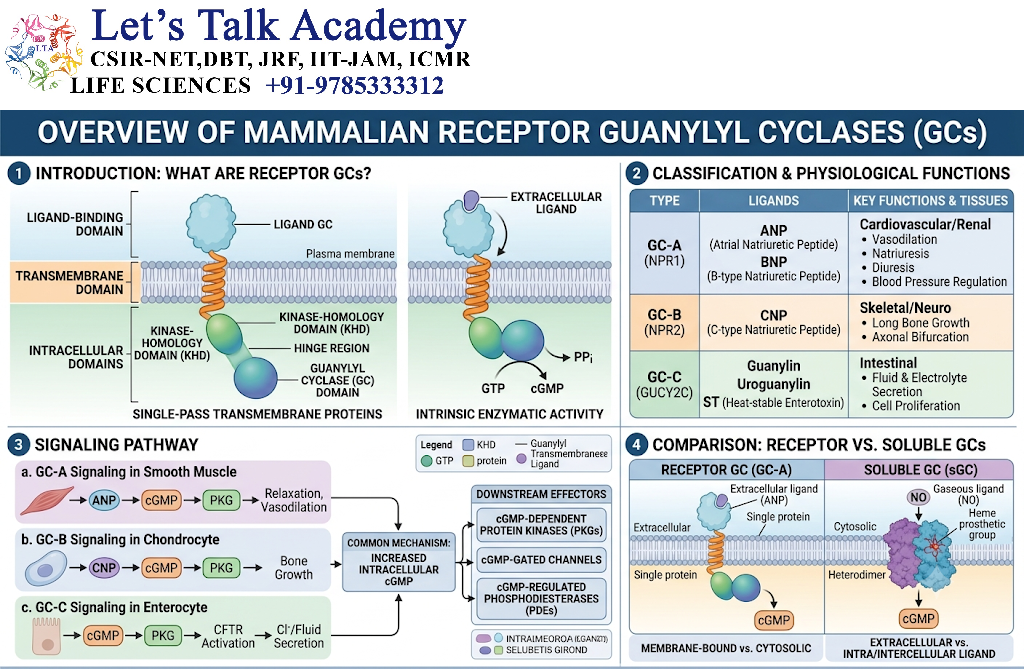 Receptor Guanylyl Cyclases