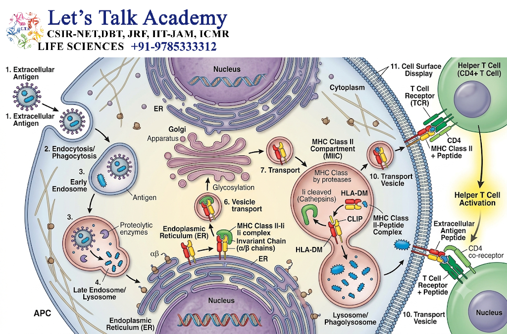 MHC Class II and Extracellular Antigens