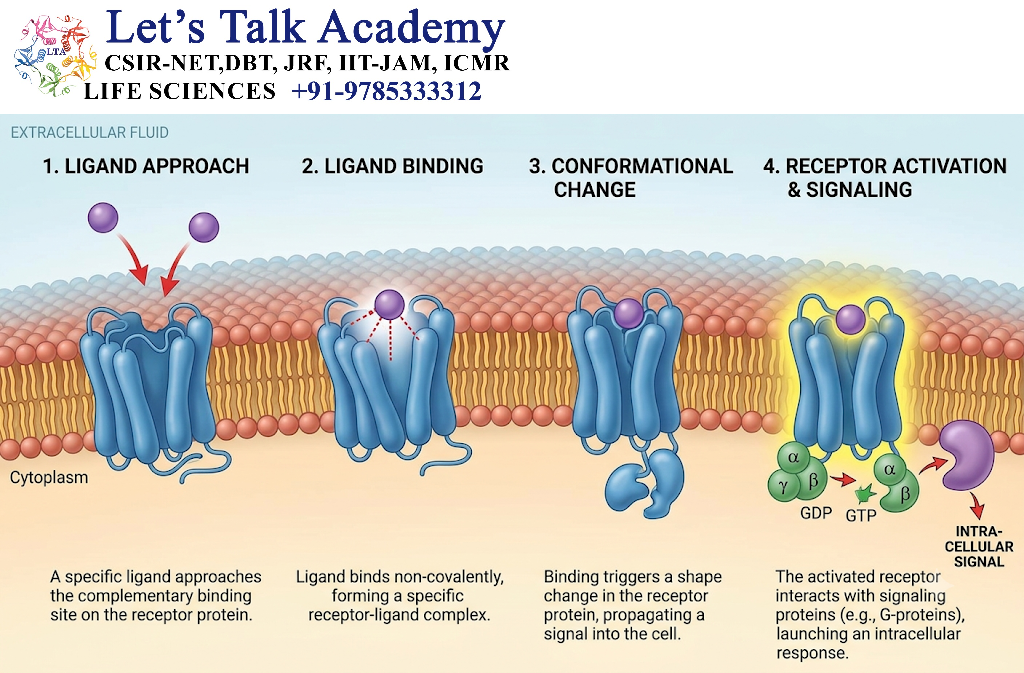 Ligand Binding and Receptor Activation