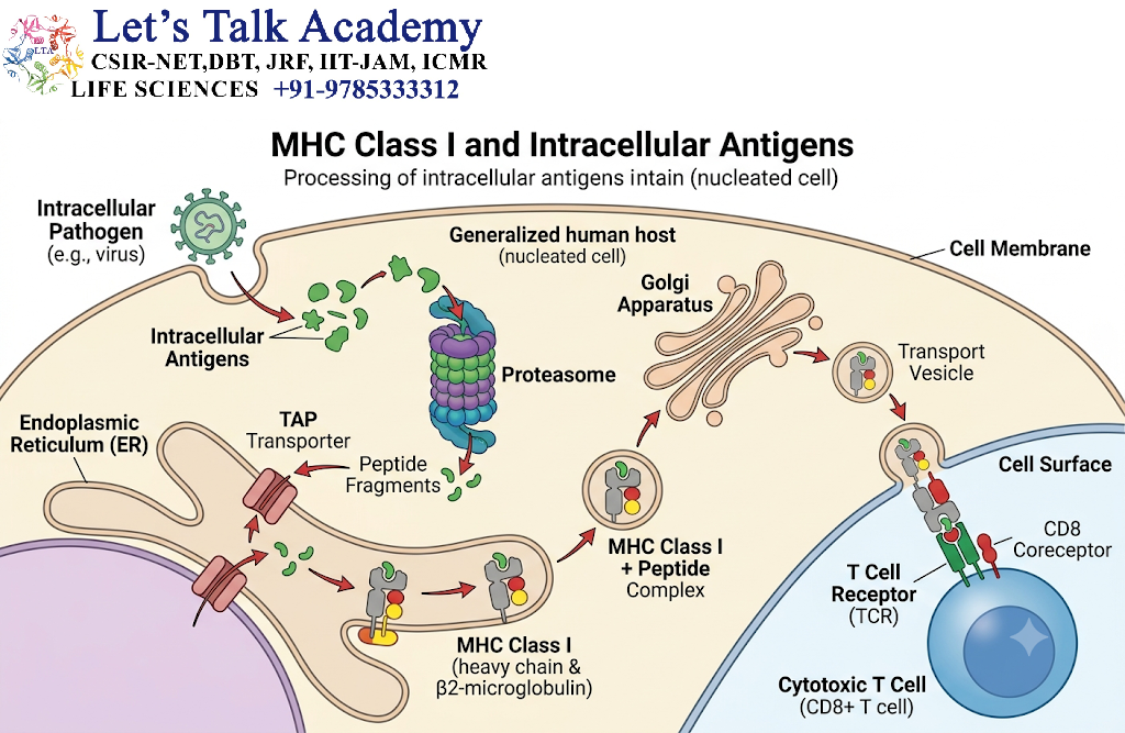 MHC Class I and Intracellular Antigens