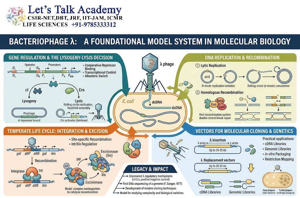 Bacteriophage λ as a Model System