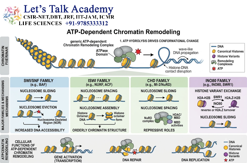 ATP-Dependent Chromatin Remodeling