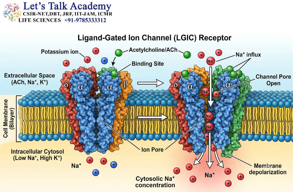 Ligand-Gated Ion Channel Receptors