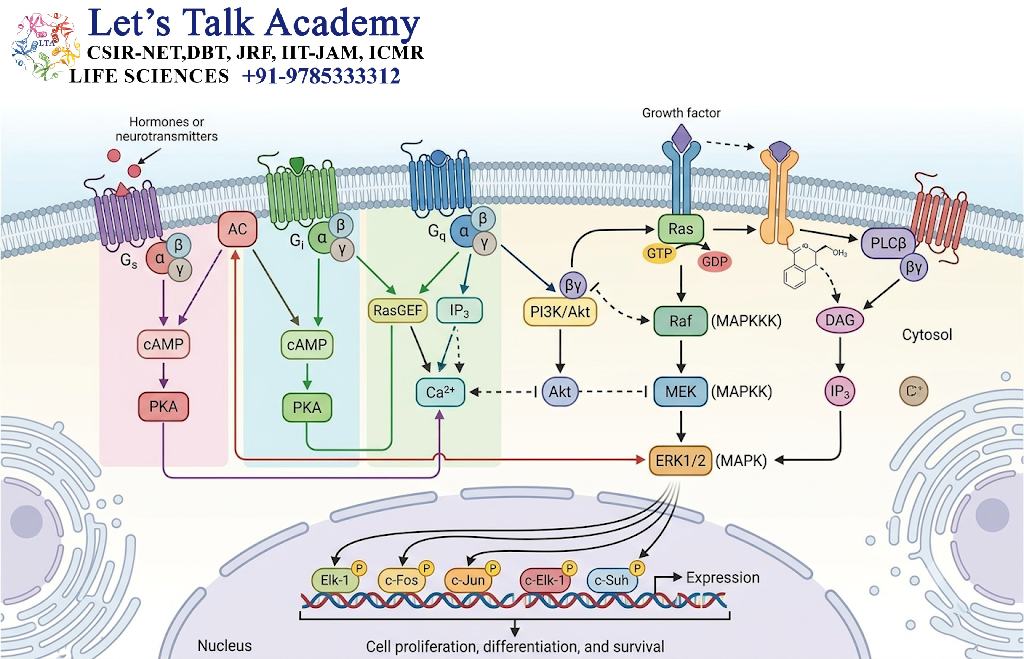 GPCR Signaling and Mitogen-Activated Protein Kinase Pathways
