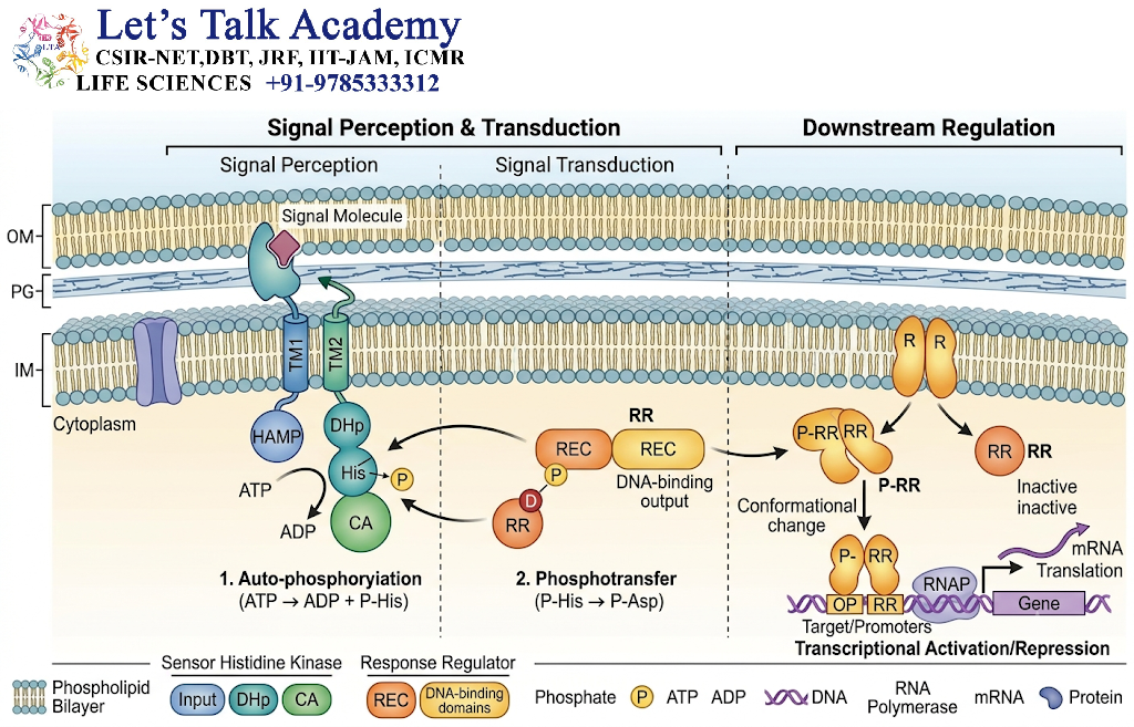 Advanced Concepts in Two-Component Signaling