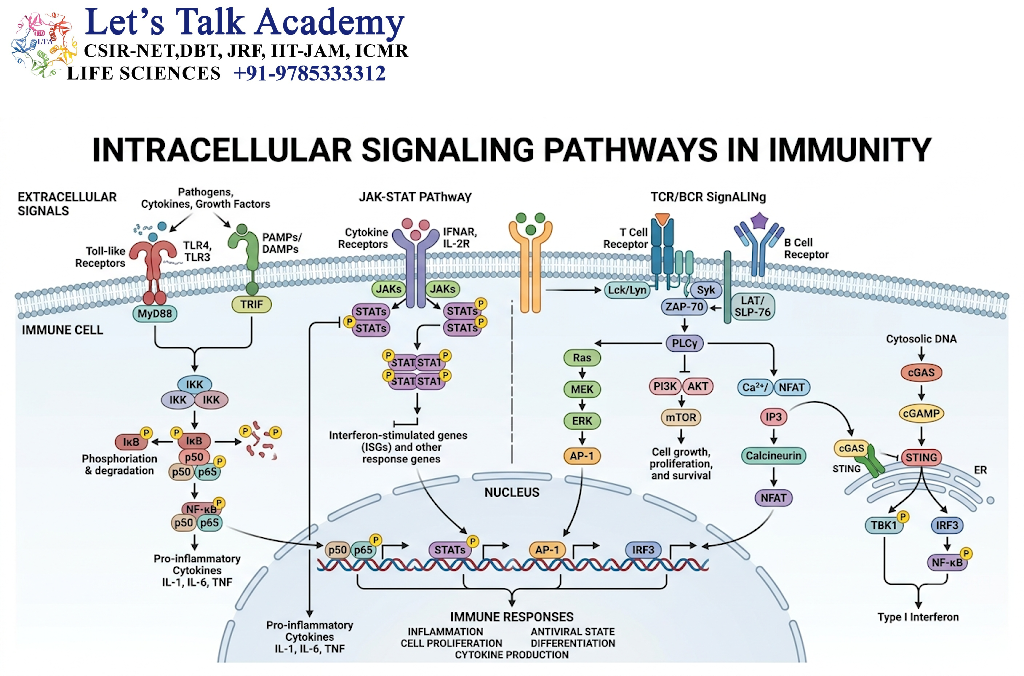 Intracellular Signaling Pathways in Immunity
