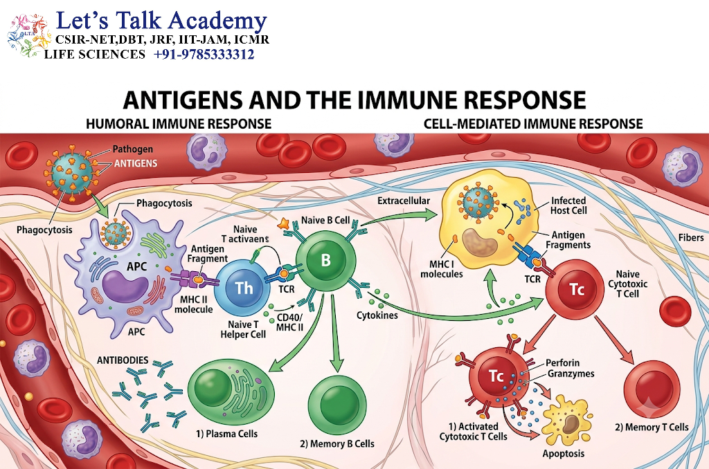 Antigens and the Immune Response