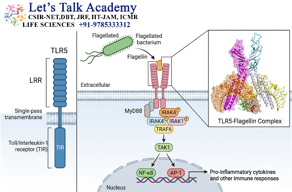 TLR5