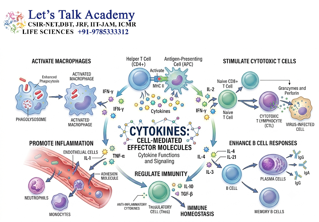 Cytokines as Cell-Mediated Effector Molecules