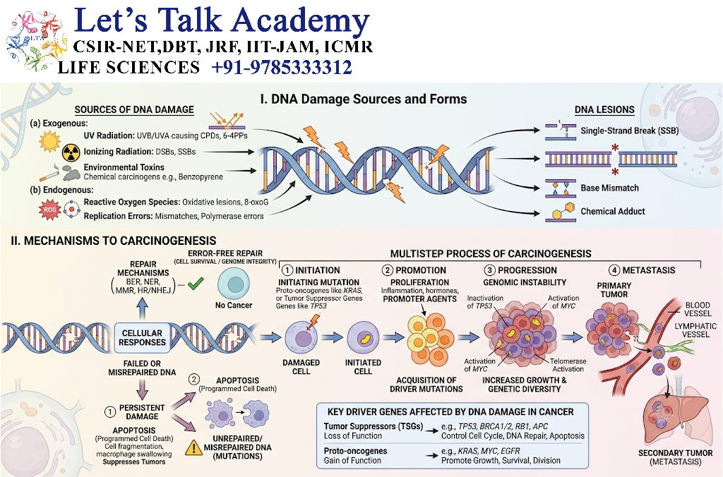 DNA Damage and Cancer