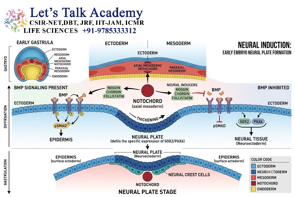 Neural Induction