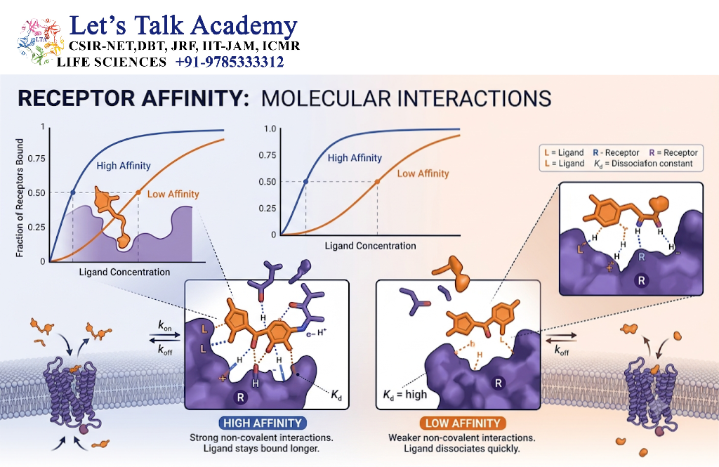 Receptor Affinity