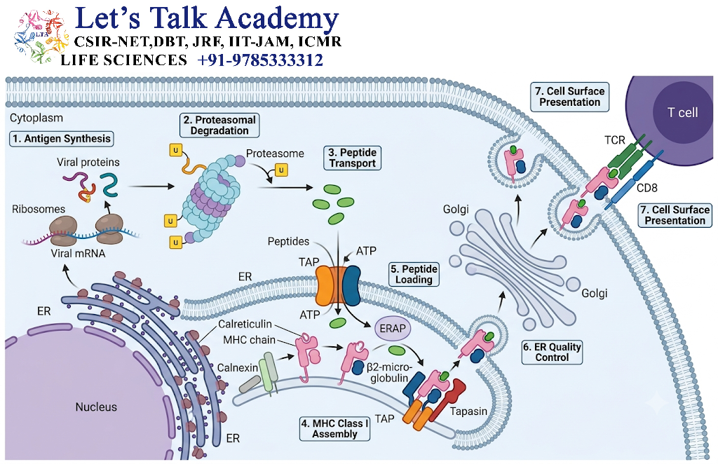 Antigen Processing for MHC Class I