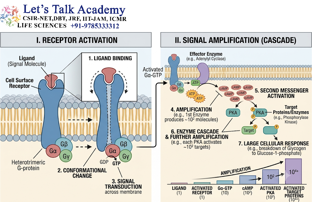 Receptor Activation and Signal Amplification