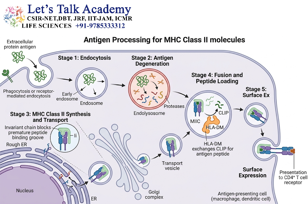 Antigen Processing for MHC Class II