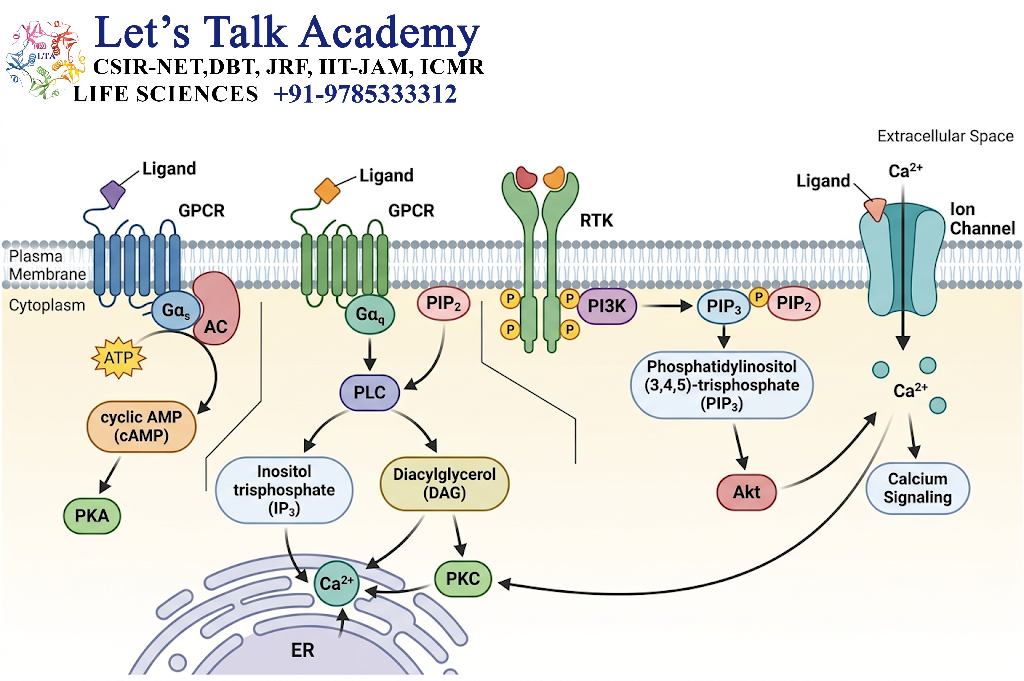 Second Messengers Activated by Cell Surface Receptors
