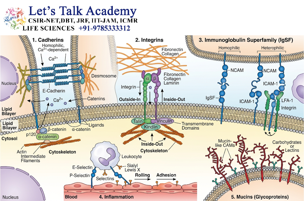 Cell Adhesion Molecules