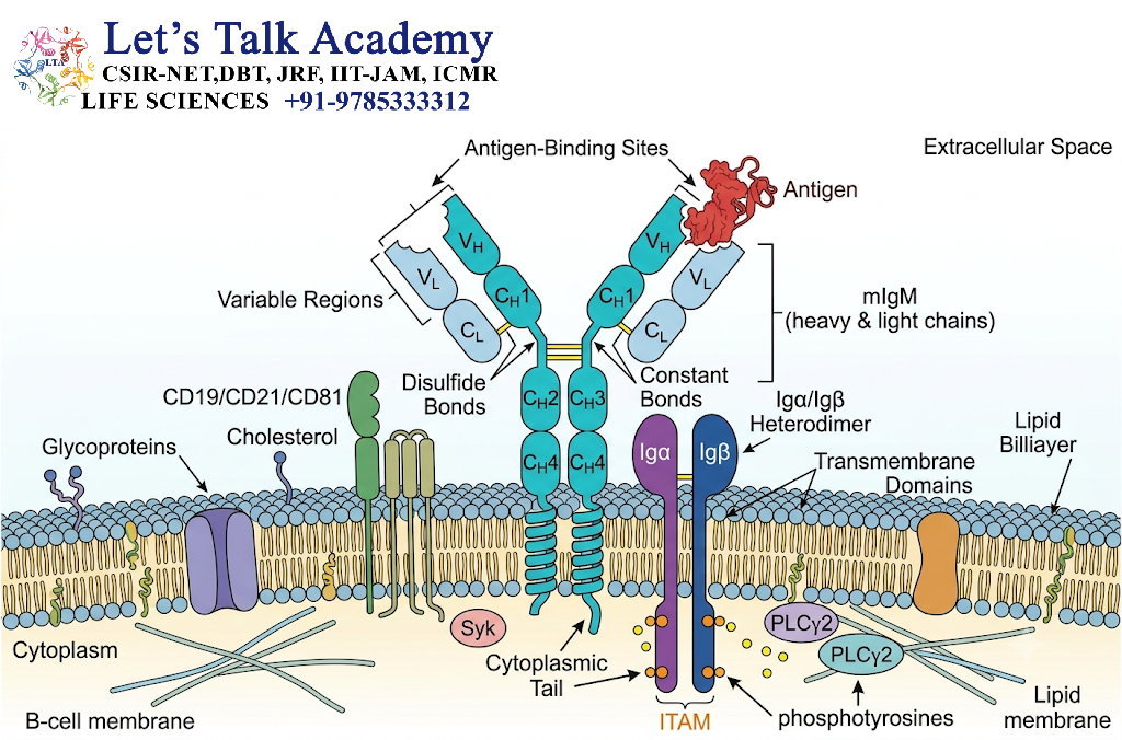 B-Cell Receptor