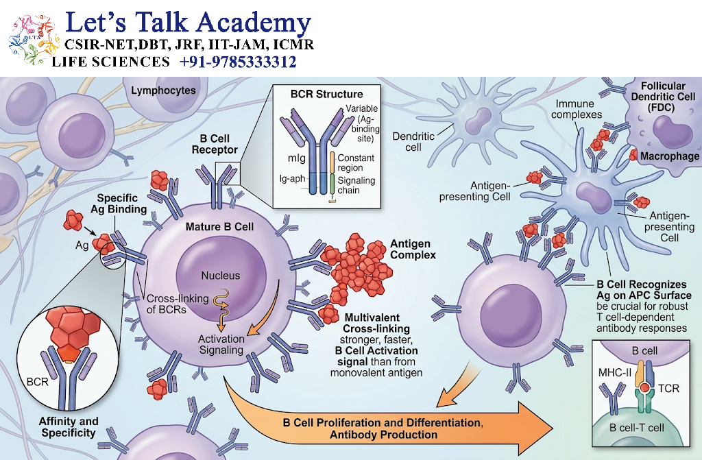 Recognition of Antigen by B Cells