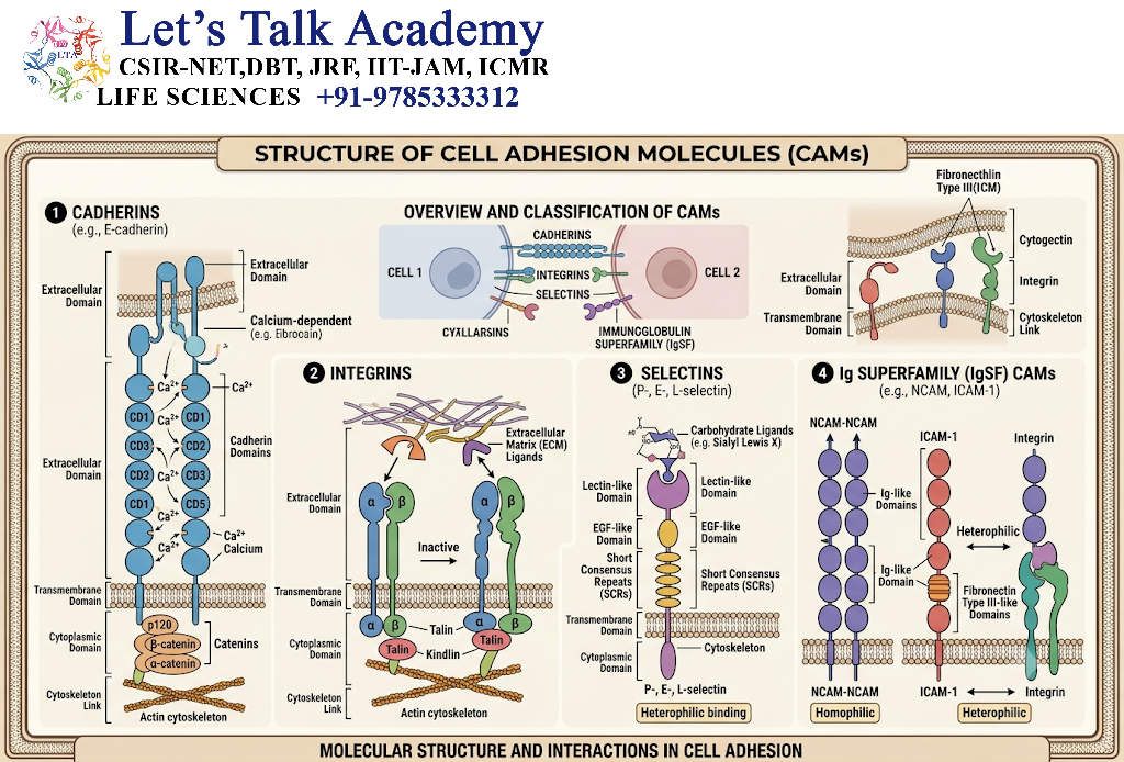Structure of Cell Adhesion Molecules