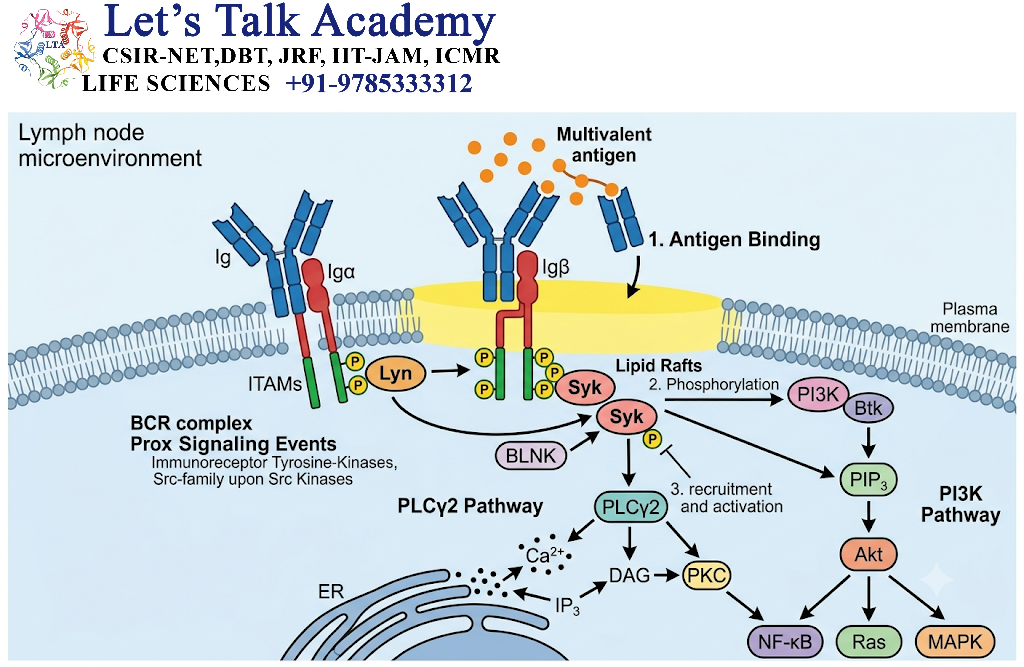 Initial BCR Signaling