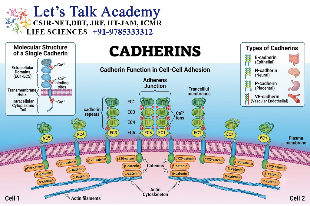 Cadherins
