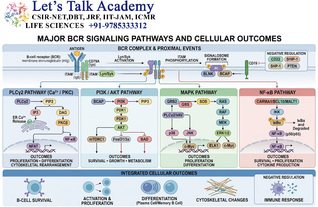 Major BCR Signaling Pathways
