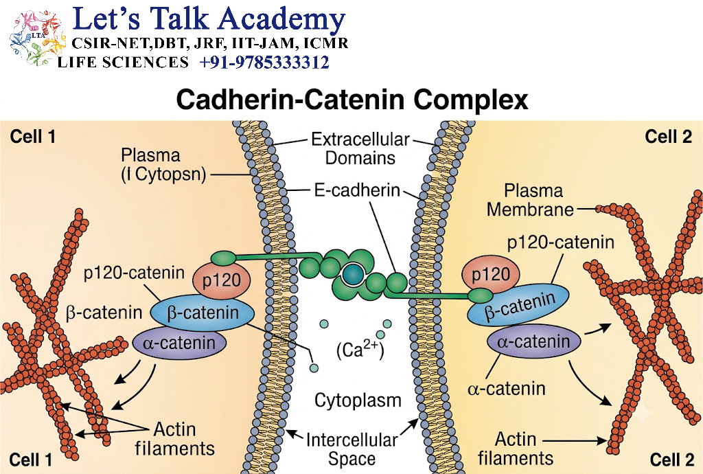 Cadherin-Catenin Complex