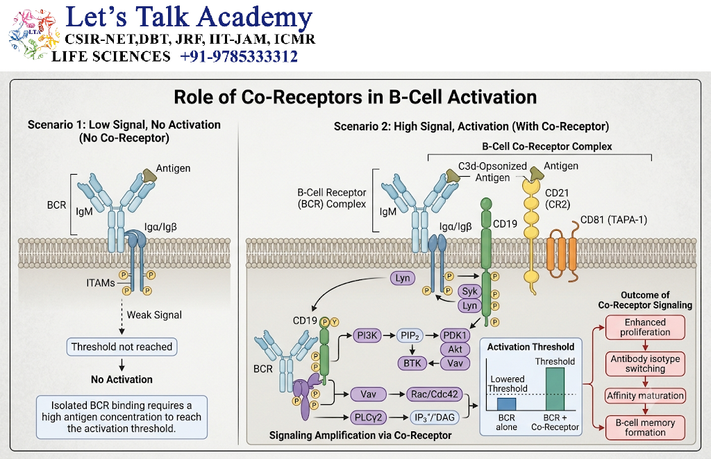 Role of Co-Receptors in B-Cell Activation