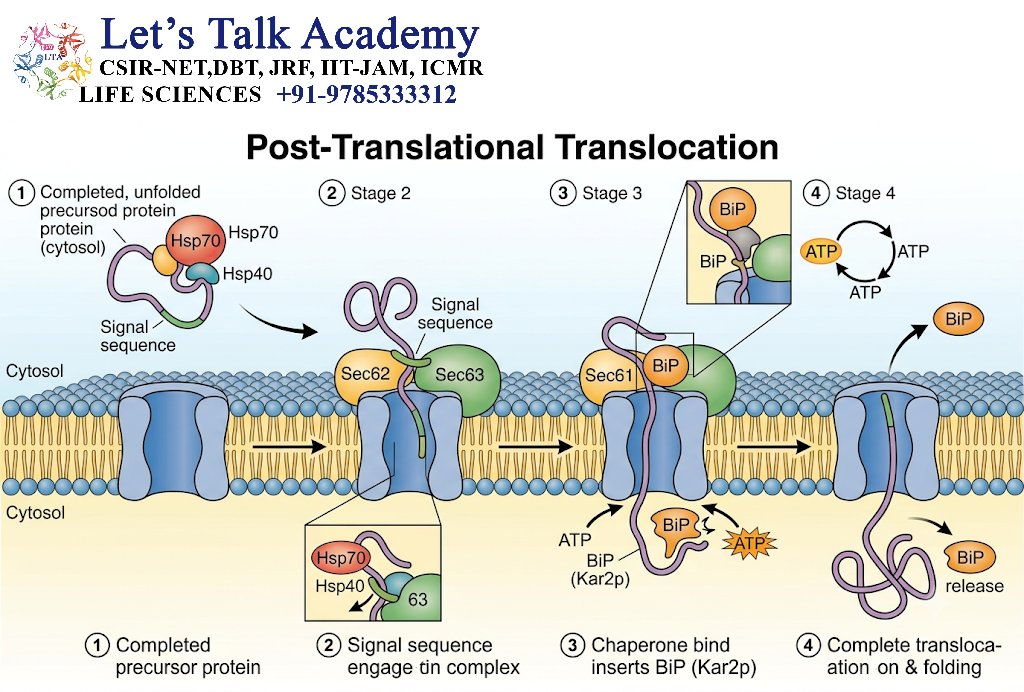 Protein Trafficking and Transport