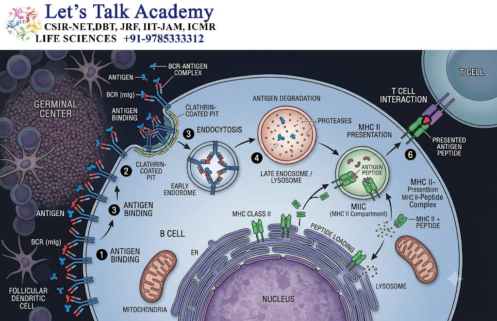 Antigen Internalization by B Cells