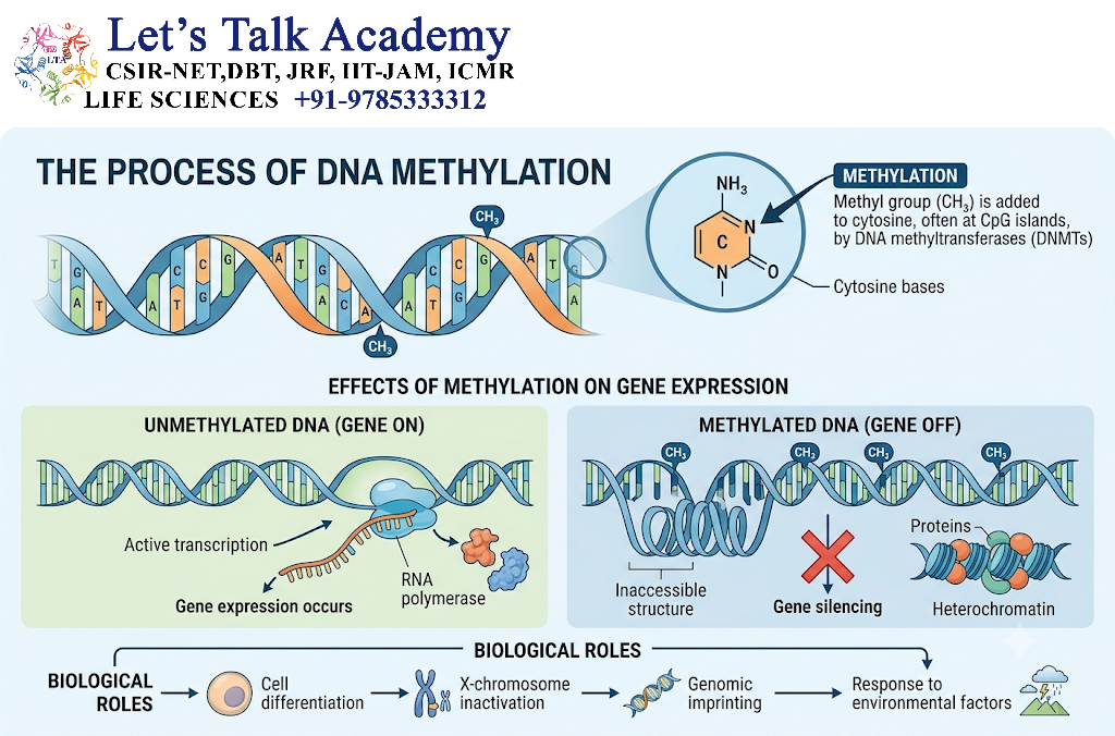 DNA Methylation