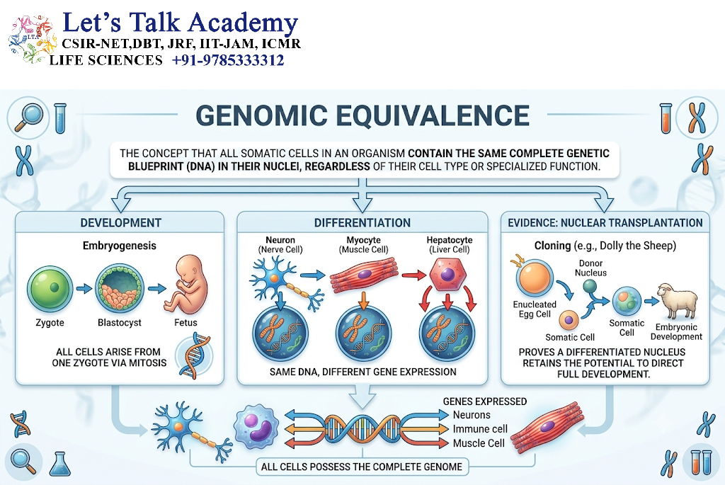 Genomic Equivalence
