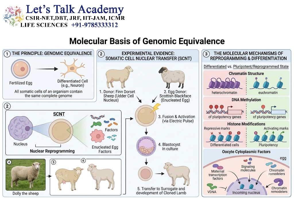 Molecular Basis of Genomic Equivalence