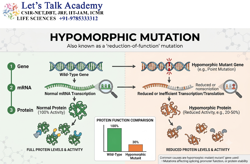 Hypomorphic Mutation