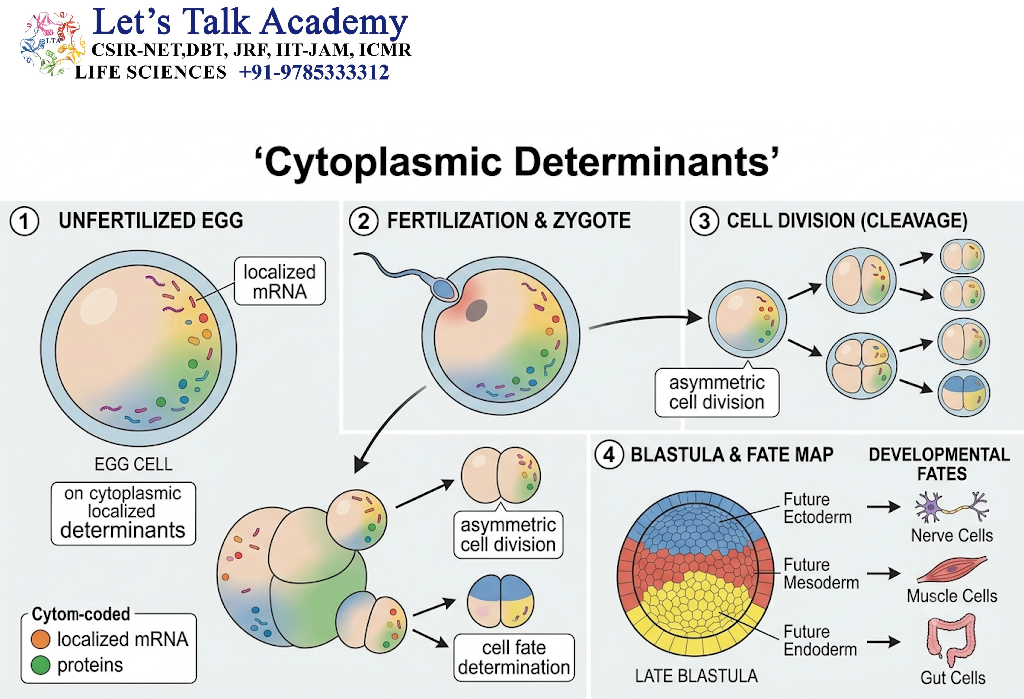 Cytoplasmic Determinants