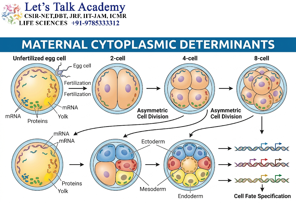 Maternal Cytoplasmic Determinants