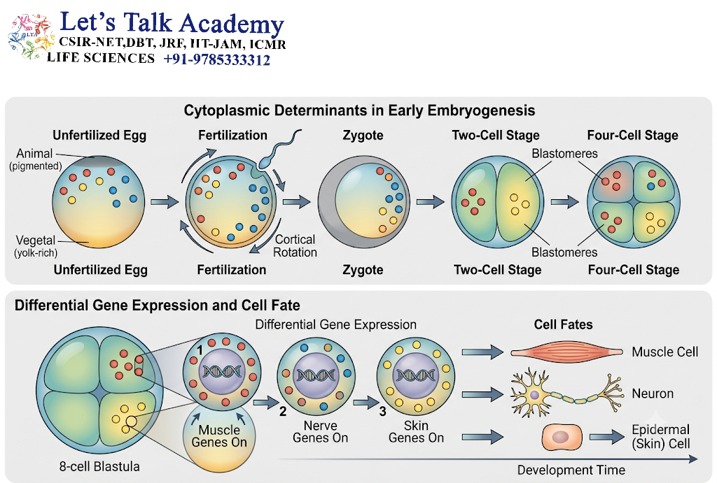 Cytoplasmic Determinants and Cell Fate