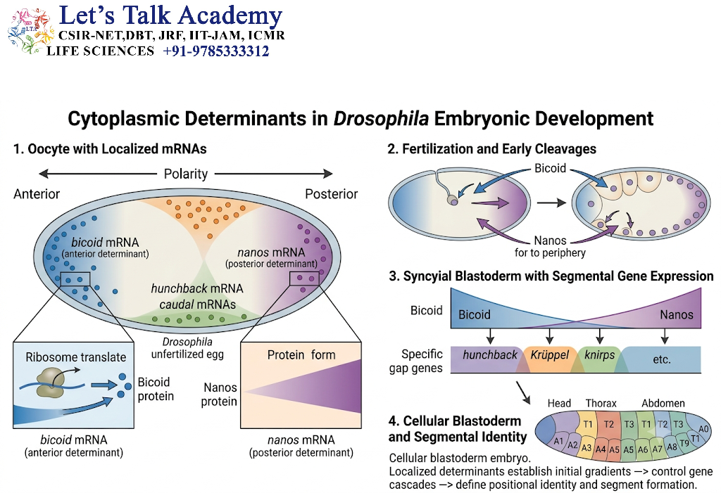 Classic Example: Cytoplasmic Determinants in Drosophila