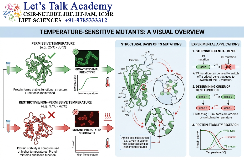 Temperature-Sensitive Mutants