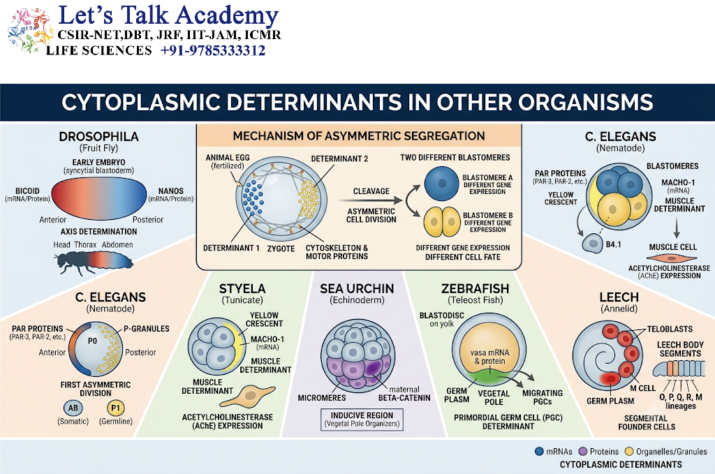 Cytoplasmic Determinants in Other Organisms