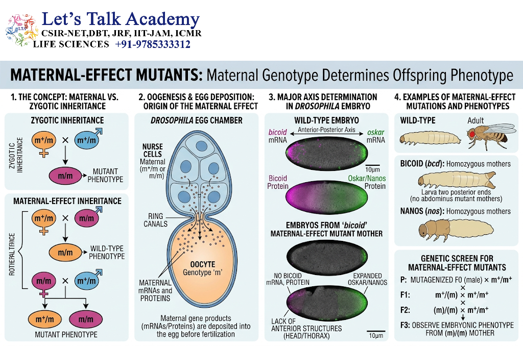 Maternal-Effect Mutants