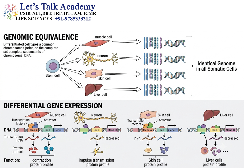 Genomic Equivalence and Differential Gene Expression