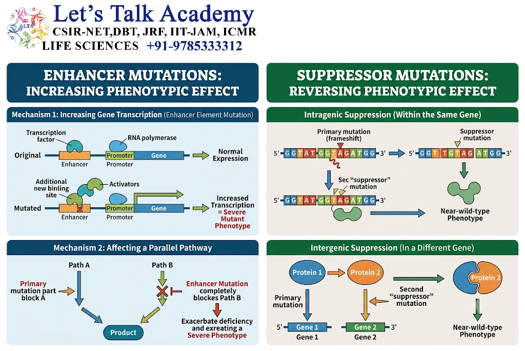 Enhancer and Suppressor Mutations